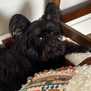 Meet your Posher, Cat